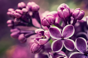 Purple lilac flowers blossom - obrazy, fototapety, plakaty