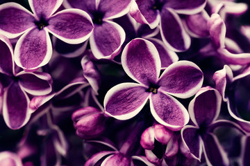 Purple lilac flowers blossom