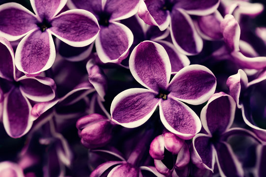 Fototapeta Purple lilac flowers blossom