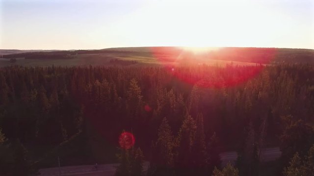 Sunlight in spruce forest in russia , at sunset