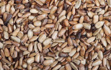 Overcooked peeled sunflower seeds