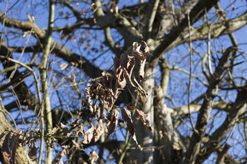 Dry leaf