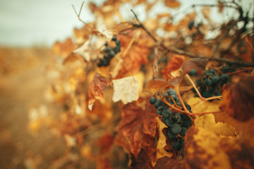 Bunches of ripe grape on plantation closeup