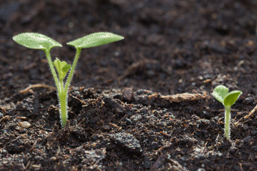 Green sprouts growing out from soil in the morning light