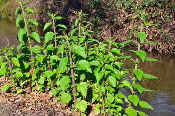 Stinging nettle plant