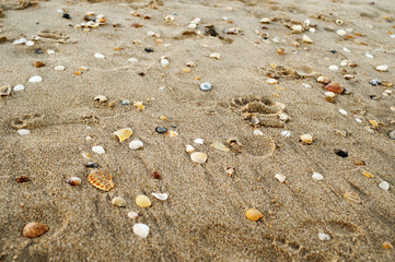 Shells on sandy beach
