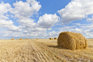 Harvest landscape with straw bales amongst fields in autumn, Belarus