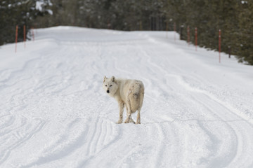 White wolf on the road