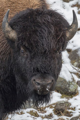 Bull Bison
