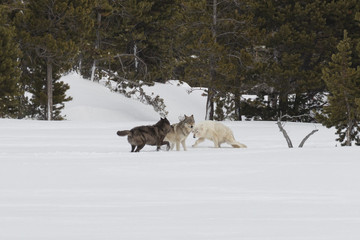 Fototapeta na wymiar Canyon Pack wolves greeting each other
