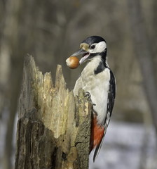 A large motley woodpecker with a nut in its beak on a rotten tree. Dendrocopos major.