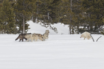 Canyon Pack wolves greeting each other