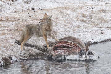 Coyote feeding on a bison © mtnmichelle