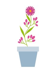 beautiful flower in a pot over white background. colorful design. vector illustration