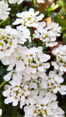 Candytuft Flowers