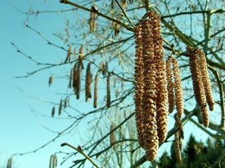 Nut-tree