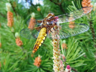 Dragonfly