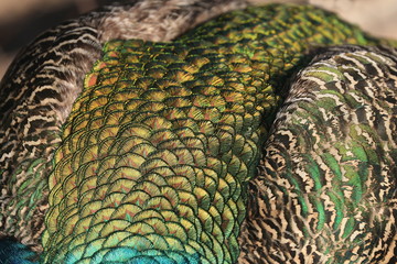 Fototapeta premium Gefieder des männlichen Pfaus, Pavo christatus