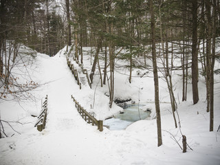 Winter woods