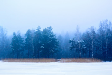 Красивый пейзаж зимний лес в тумане  © ogomor