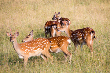 fallow deer