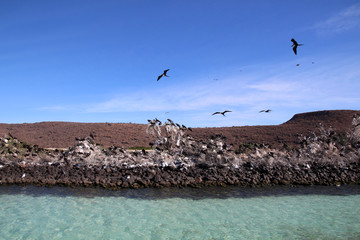 Fregattvogel- Kolonie