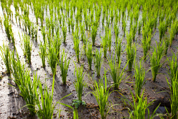 The young shoots of rice in a field