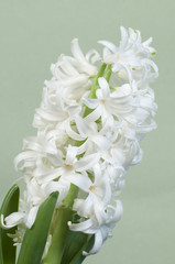 Naklejka na ściany i meble Hyacinth flowers