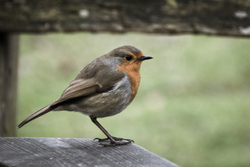 European robin perched in wooden fence in the countryside during early spring