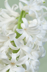 Obraz na płótnie Canvas Hyacinth flowers