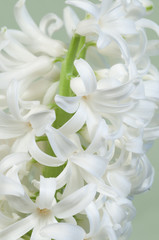 Hyacinth flowers