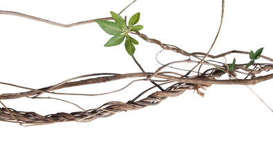 Messy twisted jungle dried vines with green palmate leaf of wild morning glory isolated on white background, clipping path included.