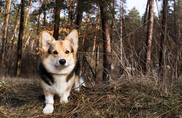 The dog is on a walk. Spring season.