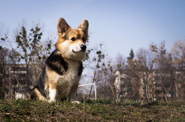 The dog is on a walk. Spring season.