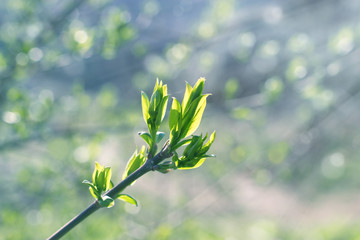Young spring leaves in forest