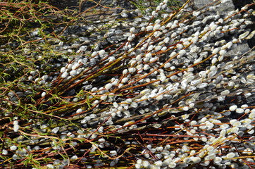 Zweige für Osterdeko