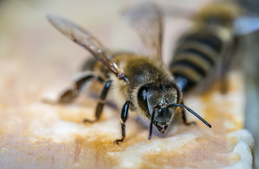 Bee