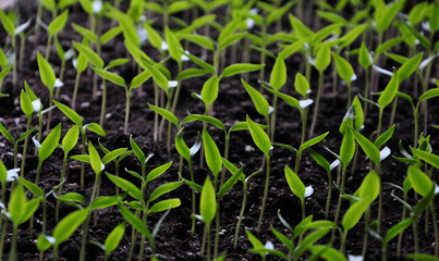 Stairs of sweet pepper seedlings with two true leaves no