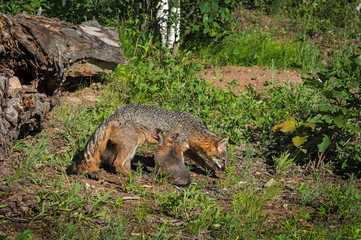 Naklejka na ściany i meble Grey Fox Vixen (Urocyon cinereoargenteus) and Sitting Kit