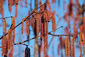 Male catkins on a hazelnut in march