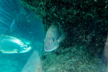 Lot of fishes in a natural dark blue water tank. Nassau, Bahamas.