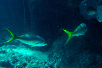 Lot of fishes in a natural dark blue water tank. Nassau, Bahamas.