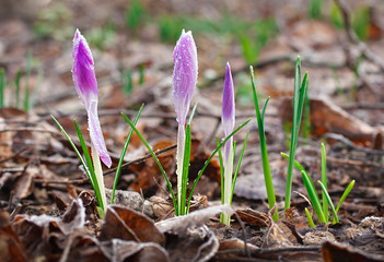 Spring crocus flowers