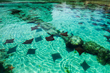 A lot of rays in a crystal clear water pond. Nassau, Bahamas.
