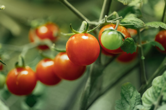 ripe cherry tomatoes bush with artificial grow light