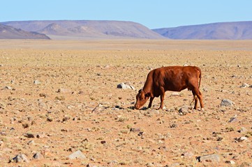 Fototapeta na wymiar Cow in the desert of Namibia 