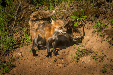 Red Fox Vixen (Vulpes vulpes) Tail Up with Kits in Den