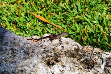 Small lizard on a rock with grass in the background. Nassau, Bahamas.