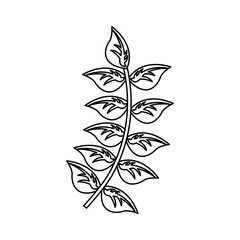 leaf plant decoration icon vector illustration design