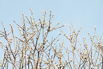Catkins on tree and blue sky in early spring
